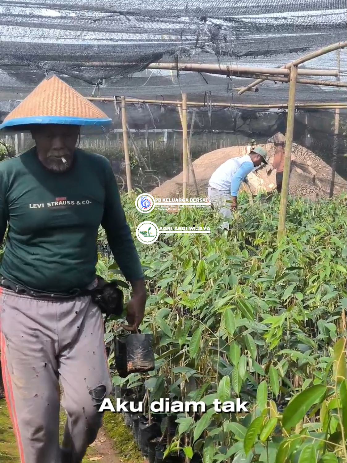 Seperti Biasa   Pusat bibit Buah Agri Abdi Wijaya jl Pertanian No.068 Kec Pekalongan Lampung Timur  Lampung  Cp.082180068800  