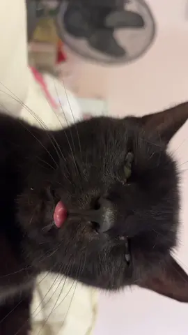 Meow 