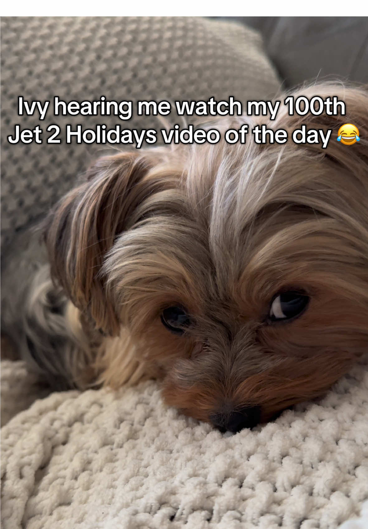 I know she’s sick of it 😂 #yorkie #dogsoftiktok #cute #dogmom #jet2holidays #fyp 