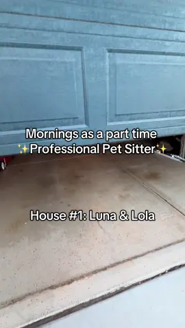 Another day means more pet sitting #PetsOfTikTok #SmallBusiness #dogsoftiktok #dogmom #doglife #dogsitter #dogwalker #dogsitting #dropin #rover #earn #wfh #sidehustle #cute #farm #pigs #farmlife #farmanimals #arizona #step #joinme #dayingthelife 