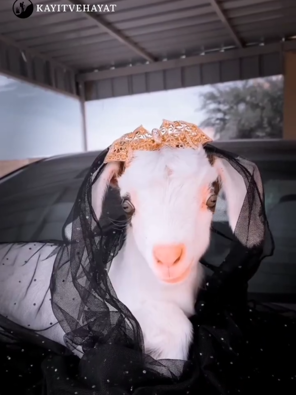 Lokomotif Gülşen Çıtı Pıtı Birsen 🫠😍🥰🍯🐐  #keçi #cuteanimals #sevimlihayvanlar #goats #Oğlak #Capricorn #keşfet #viralreels #ismailyk #viral 
