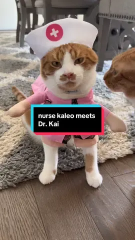 Cats, nurses, doctors and house calls - forward this to all the hard working nurses you know