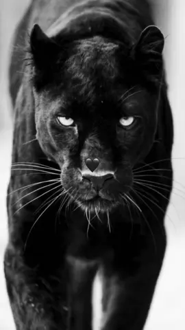 🐈‍⬛