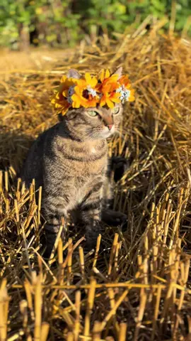 ❤️ #recommendations #popular #rec #dc #fyp #elbruso #cat #fyppp #fyppppppppppppppppppppppp #prettygirls #fypシ゚ 