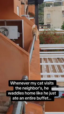 This is the smartest orange cat I’ve ever seen 😭😭 #RoadTo19M #Pubity  (Alba Cano via ViralHog)