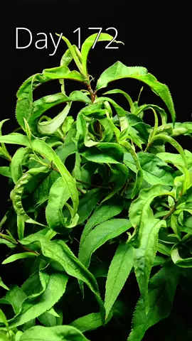 This is how I grew a nectarine tree from seed in #timelapse 