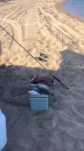 صيد سمك من الشاطئ #neom #CapCut #تبوك #fishing 