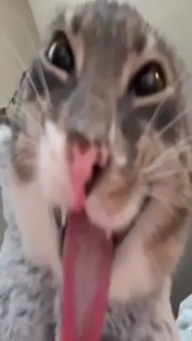 #me #silly #cat #cats