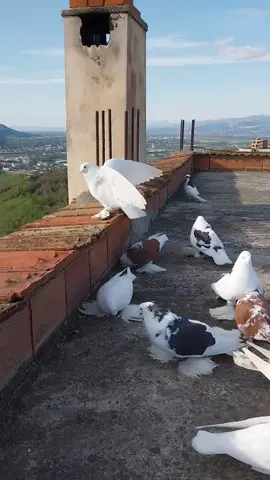 #videoviral #pigeons 