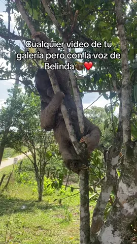#perezoso🦥❤️ #santarosadelsara❤💚💙😍 #santacruzdelasierra🇳🇬 #paratiiiiiiiiiiiiiiiiiiiiiiiiiiiiiii #contenido #ternura😍🥰🤗 