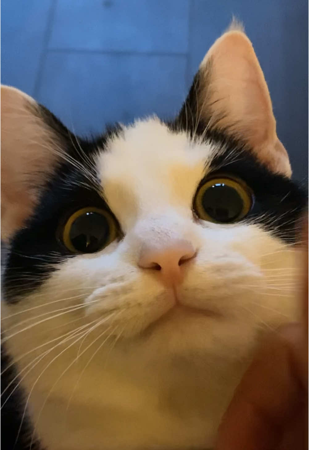 Please enjoy this video of Taquito being high as a kite after being spayed😂 not a single thought  I’ve got more footage from after they got spayed, let me know if I should post another one tonight 😂 #fyp #viral #foryou #smallcontentcreator #creatorsearchinsight #cat #cats #kitty #catlover #animallover #petlover #sillycat #high #catfail #animalfail #petfail #cattok #catsoftiktok #pettok #animaltok 