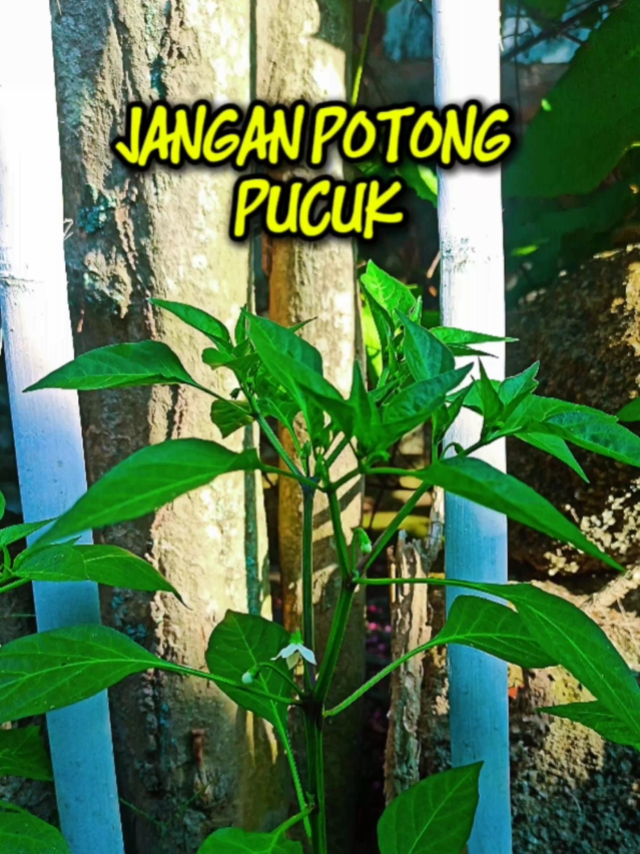 JANGAN POTONG PUCUK,kalo tidak mau cabai kita lambat berbuah ya sob.🌱 #BerkebunDiRumah #TanamanRumahan #tabulapot 