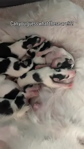 The “growth” has been insane. #puppy #puppylove #borzoi #doglife #cute #kawaii #かわいい 
