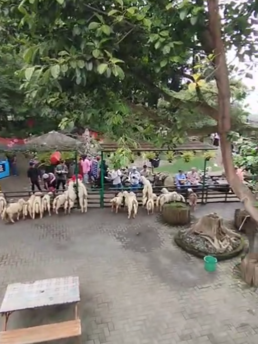 Masha Allah tabarakallah  just wanna save the memories  #farmhouse   #farmhouselembang   #fypシ゚viral 