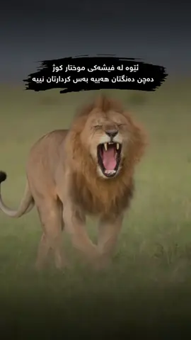 ئێوە لە فیشەکی موختار کوژ دەچن دەنگتان هەییە بەس کردارتان نییە🐆🖤