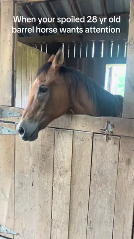Spoiled#retiredbarrelhorse#attentionseeker#cowboylife#rockinj