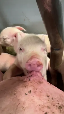 #milk #farmlife #piggy #feeding #happylife #sound Yum yum 🐷🐽🍼
