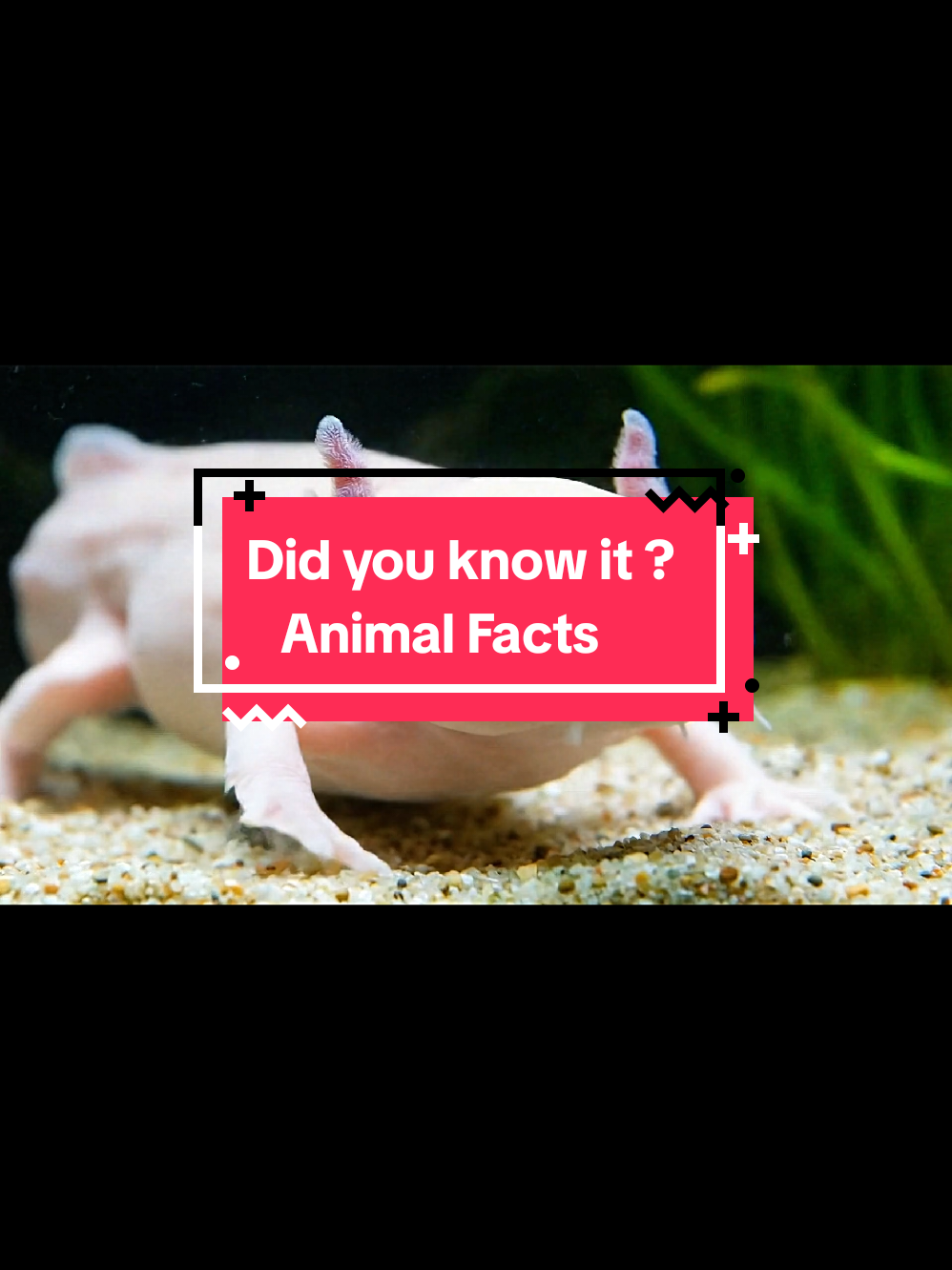 #animal ##animalsoftiktok #animallover #dolphin #lernenmittiktok #tik_tok #tiktoknews #nature #naturaleza #naturevibes #natureza #asthetic #factory #viraliza #viralllllll #viral #f #foryoupage #foru #foruyou #fact #facts #didyouyawn #did #DidYouKnow #knowledge 