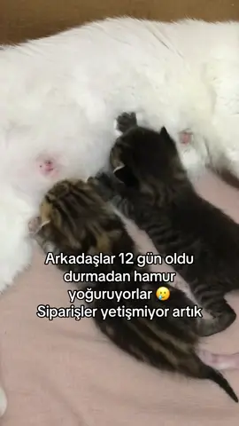 Bicepsleri çıktı çocuğun 😸💪🏻 #foryou #kedi #keşfet #kitten #viral #cat #kedy #yks #tatil  #beniöneçıkart #keşfetteyizzz 