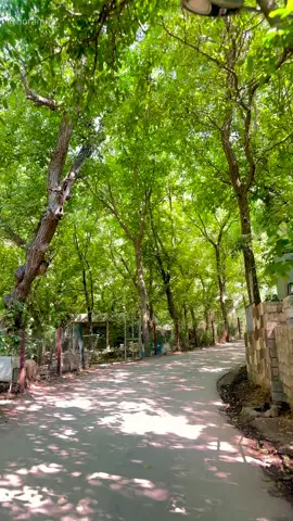 کـەرام بە حـاکم گرد شاری یـەمەن بێـمەکـۆ وەشـا بەنـگای یـاسـەمەن ♥️🌿 . . . . . . . . . . #hawraman #hawrami #fyp #foryou #hawramioffical #تەوێڵە #awesar__hawraman #هەورامان #foryoupage #farshadamini #horami 