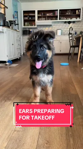 The ears are up, floppy, and preparing for takeoff… I’m 13.5 weeks old and couldnt be more adorable 😌 #germanshepherd #germanshepherdpuppy #puppy #puppytiktok #floppyears #gsd #gsdoftiktok #gsdpuppy #fyp 
