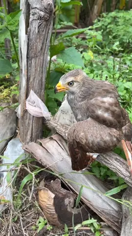 #raptor #birdofprey #wildlifeprotection #naturepower #avianworld 