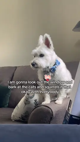 His favorite hobby!!! #trend #dogs #westie #trending #dogmom 