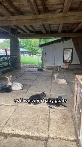 Oh to be a baby goat laying in a bucket with a bestie #fyp #farm #amishfarmandhouse #farmtok #goat 