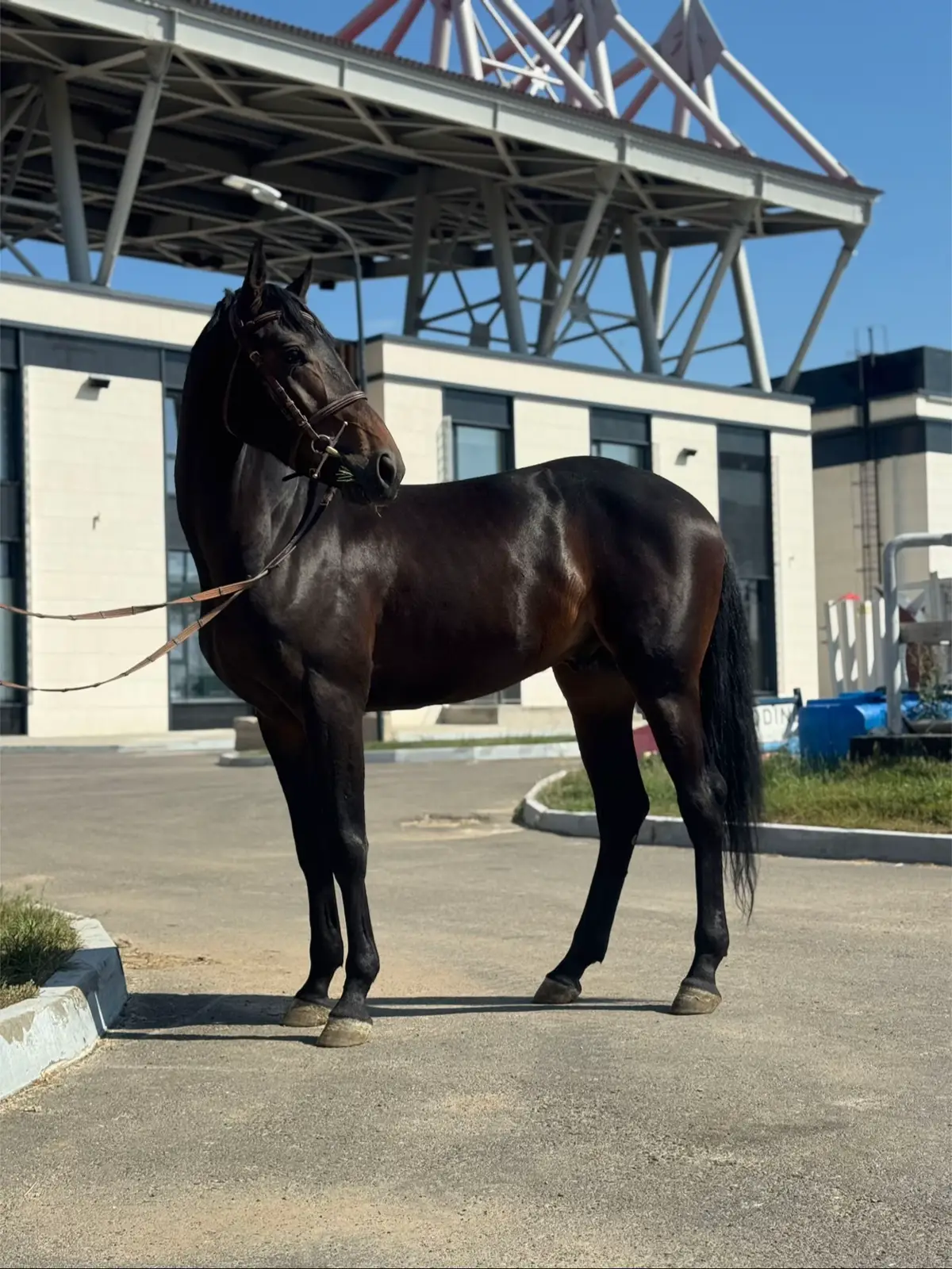 Lebed🦅 #kazakhstan #horse #showjumping #equestrian #astana #fyp #конкур #tik_tok #бәйге #көкпар 
