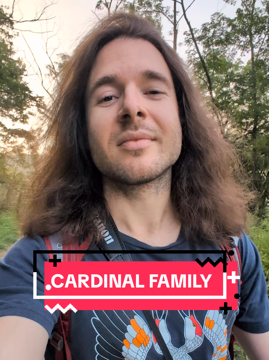 Which of these 14 birds do you like the most? 🎶 There are over 50 bird species in the Cardinal family, and some might surprise you!  #cardinal #birdtok 