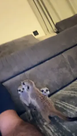 #foryou #meerkat #fyp 