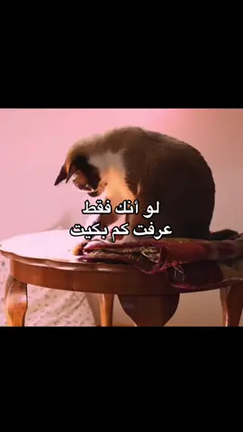 #العلاقات #طمئنينه #الراحة_النفسيه___ارح_سمعك #علاقات #الحب #اكسبلور #advice 