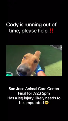 Please share! Cody only has until 5pm today to find foster/rescue or he will be euthanized at the San Jose Animal Care Center 🥺 Per San Jose Animal Advocates: 🔥🆘 URGENT 7/17: Extended to 7/23/25 at 5:00 p.m. NEED FOSTER ASAP. --------   Cody is a 4-year-old male German Shepherd mix who has recently faced a tough ordeal. He arrived with injuries from suspected vehicular trauma, including a severe fracture to his right femur and spondylosis, as well as embedded foxtails that need attention. Despite all this, Cody remains calm, well-behaved, and is potty trained. He has no issues with handling and shows a gentle, trusting nature. Cody is currently in urgent need of orthopedic evaluation of his right pelvic limb to give him a chance at a happy, pain-free life. This strong, loyal dog is ready for a second chance with someone who can support his recovery and shower him with the care he deserves.  The shelter currently lacks the capacity and resources to provide the care he desperately needs, and he is facing euthanasia. There are some shelter funds available to our Rescue Partners. If you have the bandwidth to help Cody heal and thrive, he would be incredibly grateful, and so would everyone who gets to know this resilient and sweet boy. Due to Cody’s injuries and the stress of the shelter environment, he has not been dog-tested. To set him up for success, Cody should go to a home with no other dogs or one where he can be kept safely separated to heal. He is potty trained, weighs 89 pounds, and desperately needs a safe place to heal. Please help save Cody. 🔥PLEASE EMAIL BEFORE GOING TO THE SHELTER🔥 🌷#FOSTERS or #ADOPTER: CODY can be fostered OR adopted through a rescue group only 🌷 FOSTER APP: http://www.sjanimaladvocates.org/foster-to-save-a-life.html 🌷 INTERESTED #RESCUEgroups: Email SJAA@sjanimaladvocates.org & sjrescue@sanjoseca.gov. REFERENCE: CODY #A1383752 ⏩ https://24petconnect.com/SNJSAllPets/Details/SNJS/A1383752 _______________ ❇️ SJAA is a VOLUNTEER-RUN page. NOT the shelter. ❇️ PLEDGES Welcomed. Beware of SCAMMERS asking for money in the comments. #FosterNeeded #Rescue #FosterSavesLives #Lifeordeath #sanjose #animaladvocacy #fyp #superdog #superman #krypto #sos #euthanasialist 