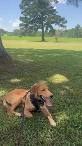 Breck loved the park clearly #goldenretriever #diml 