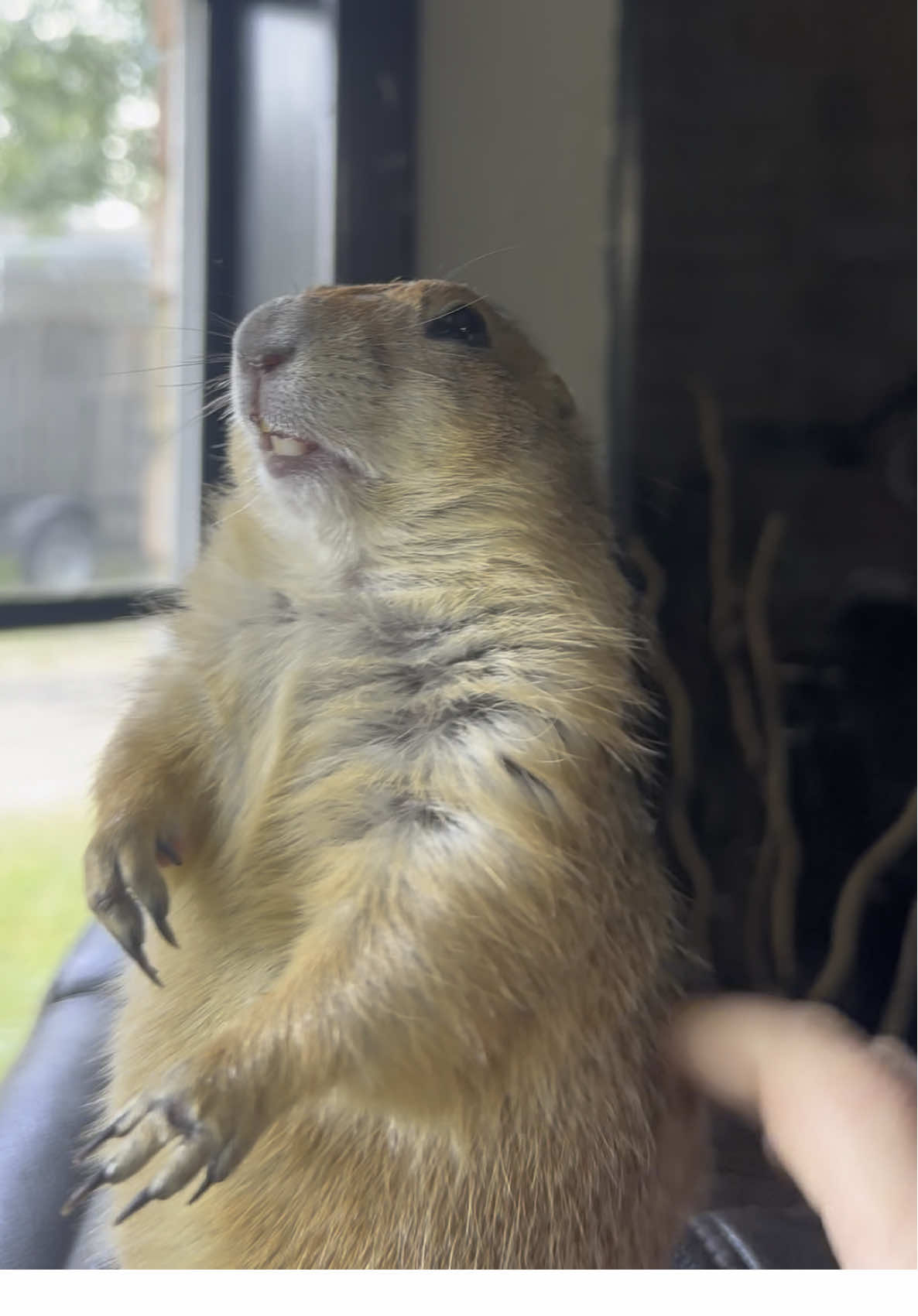 Back scratches for Loraine #lorainetheprairiedog #petprairiedog #prairiedogsoftiktok #fyp #cuteanimals #adorableanimals 
