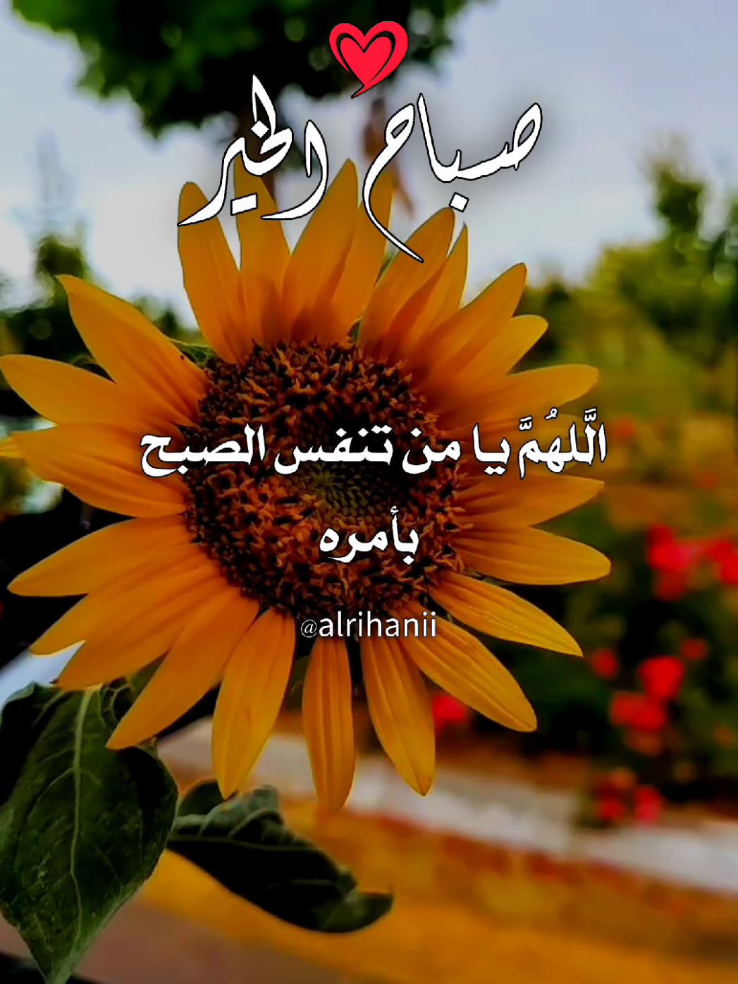 اللَّهُمَّ من تنفس الصبح بأمره 🌹🥀🤲💚 #دعاء #دعاء_الصباح #صباحكم_معطر_بذكر_الله #صباحكم_أحلى_صباح #صباح_الخير 