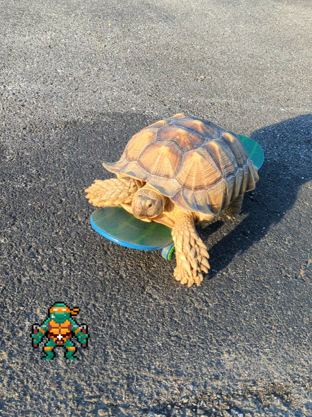 Homer just practicing his skateboarding #teenagemitantninjaturtles #skaterboy #sulcatasoftiktok #tortoise 