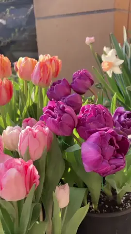 Tulips 🌷✨ #reels #fyp #sunset #fyb #trending #tulips #ukgarden 