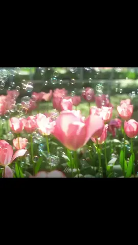 Tulips 🌷✨ #reels #fyp #sunset 