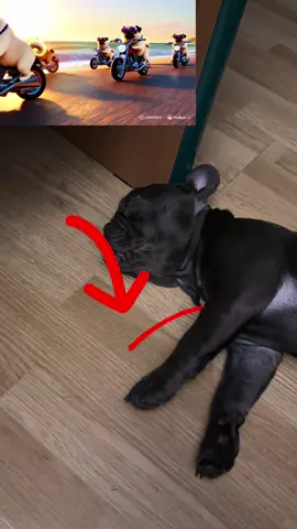 Посмотрите пожалуйста и другие мои видео🙏😭 Автор видео сверху krutoi_pacan_minion #французский #бульдог #рекомендации #собака #бублiк 