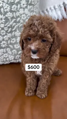 Message us for more details on our puppies. . . #toypoodle #poodle 