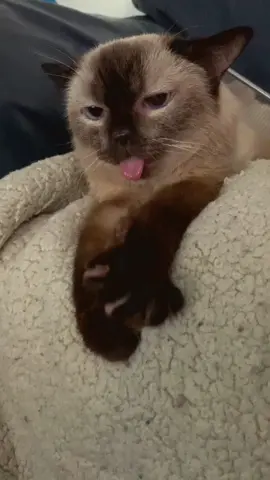 Meet BB. She is a special needs cat with wobbly cat syndrome. #cat #catsoftiktok #cats #catslovers #catlover #babycat #tinycat #siamese #siamesecat #siamesemunchkincat #wobblycat #siamesemunchkin #munchkincat #specialneedscat #wobblycatsyndrome #wobblycatsoftiktok 