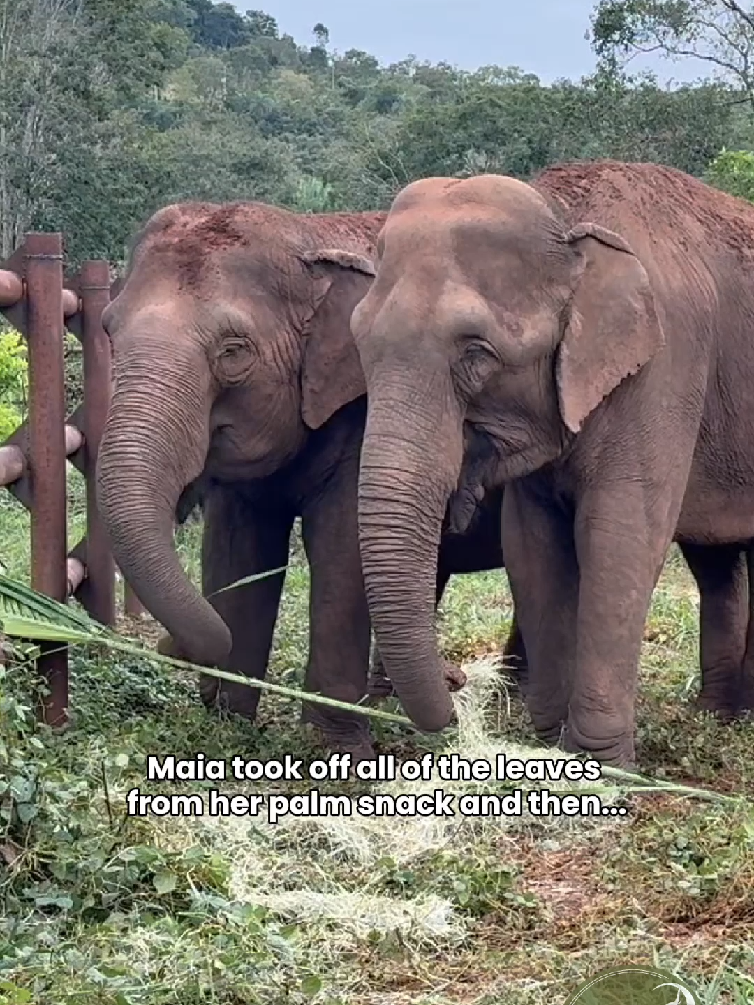 There was a slight break in the warm weather today, which we didn’t expect but are grateful for. The elephants were showing a lot of energy, even Bambi, who occasionally plays with Guille, but only when she’s in the mood. Today, Bambi got frisky and pulled Guillermina’s ear when she came over at the end of breakfast to “share” some hay. Maia, who normally eats a whole palm, decided she only wanted the leaves today, so Guille came over and ate the stem. When around Guille, very rarely do things go to waste. As the girls were finishing their hay, we could hear lots of vocalization from the barn, where it turned out Mara was expressing herself pretty loudly. The three listened to her but only Guille headed that way. She eventually stopped and headed back toward Bambi, perhaps feeling a little protective at the moment. This group of three is growing in their friendship every day. Guille still has lots of energy at times, but she’s learned to step aside and take a break from Maia and Bambi when she’s feeling extra exuberant. During the moments when she’s more calm, the other two are more drawn to her, which she knows and appreciates. Most of the time, the three have a mellow vibe and know how to relate to each other. Though Bambi is still tentative around Mara and Rana, she seems secure in her friend group which supports her and is there for her on her journey through vision loss.