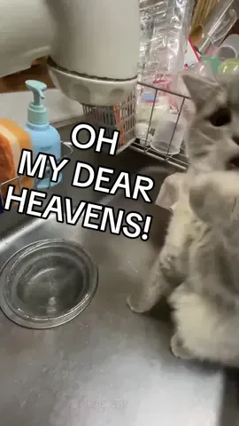 IT IS REMARKABLE THAT THIS IS ACTUALLY YOU 🫵#fyppppppppppppppppppppppp #cat #water #britishhumour #voiceover 