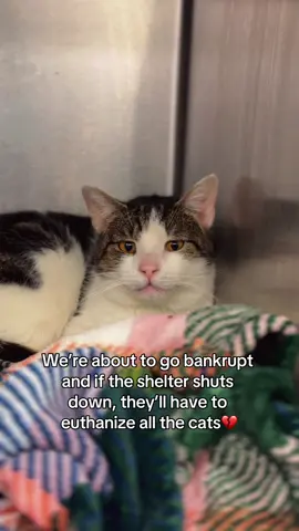 Kind comment would be greatly appreciated #cats #shelter #animal 