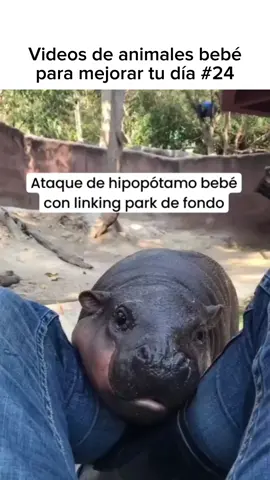 El segundo 🤩🥹 #animalesgraciosos #animalestiernos #cuteanimals #viral #animalesfantasticos #animales 
