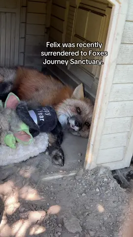 Felix update! He’s doing so much better. 