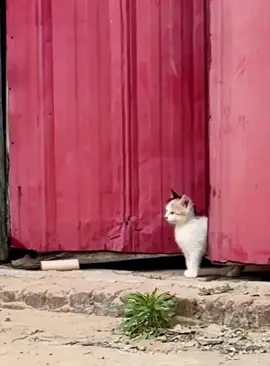 Maternal love #funnycat #funnytiktok #funnyanimal #cat #cats #cutcat #fyp #foryou #foryoupage #funny #catlover #catsoftiktok #funnyvideos 