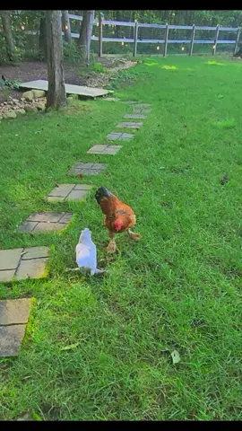 Chippie and his 2 step #2step #chippie #rooster #funny #dance
