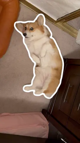 Warning: Cuteness overload just entered the room! 🐶✨#corgi #pet #dog #dogsoftiktok #petlover 